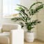 Potted Areca Palm Plant, 6'