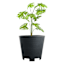 Japi Linea Conic Outdoor Planter, Large