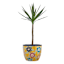 Indoor Amaryllis Planter, Large
