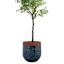 Honeybloom Blue Calista Ceramic Outdoor Planter, Large