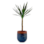 Honeybloom Blue Calista Ceramic Outdoor Planter, Small