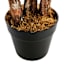 Real-Bark Fiscus Tree in Black Pot, 6.5'