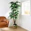 Real-Bark Fiscus Tree in Black Pot, 6.5'