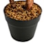 Real-Bark Young Olive Tree, 6'