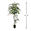 Real-Bark Young Olive Tree, 6'