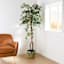Real-Bark Young Olive Tree, 6'