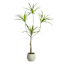Dragon Tree in Cement Pot, 47"
