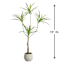 Dragon Tree in Cement Pot, 47"