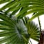 Palm Tree, 50"