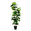 Ficus Lyrata Tree, 60"