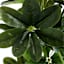 Ficus Lyrata Tree, 60"