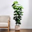 Ficus Lyrata Tree, 60"