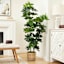 Ficus Lyrata Tree, 60"