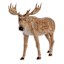 Deer, 10x9