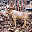 Deer, 10x9