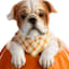Homespun Harvest Dog Sitting in Pumpkin, 7.3"