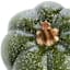 Green Speckled Pumpkin, 4"