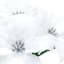 3-Pack White Poinsettia Bush, 12.5"