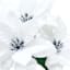 3-Pack White Poinsettia Bush, 12.5"