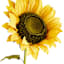 Yellow Oversized Sunflower Stem, 49"