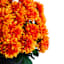 Orange Mum Flower in Black Plastic Pot, 13"