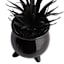 Midnight Shadows Black Succulent Arrangement, 7"