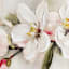 Blossoms of Spring Serenity Canvas Wall Art, 24x36