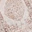 (B657) Blue & Ivory Faded Traditional Medallion Design Area Rug, 5x8