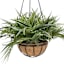 Fern Plant in Hanging Basket, 16"