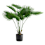 Fan Palm in Plastic Pot, 48"