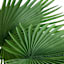 Fan Palm in Plastic Pot, 48"