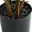 Fan Palm in Plastic Pot, 48"