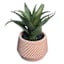 Aloe Arrangement in Terracotta Ceramic Pot, 8"