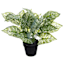 UV-Protected Dieffenbachia Arrangement in Pot, 16"