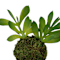 Green swatch