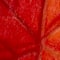 Red swatch