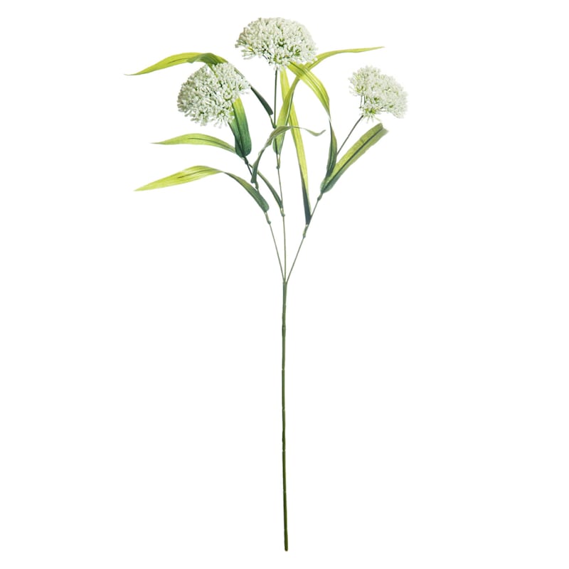 Download Queen Anne Lace Stem At Home