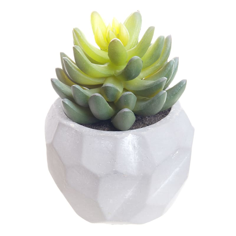 Mini Agave Plant with White Planter, 5.5"