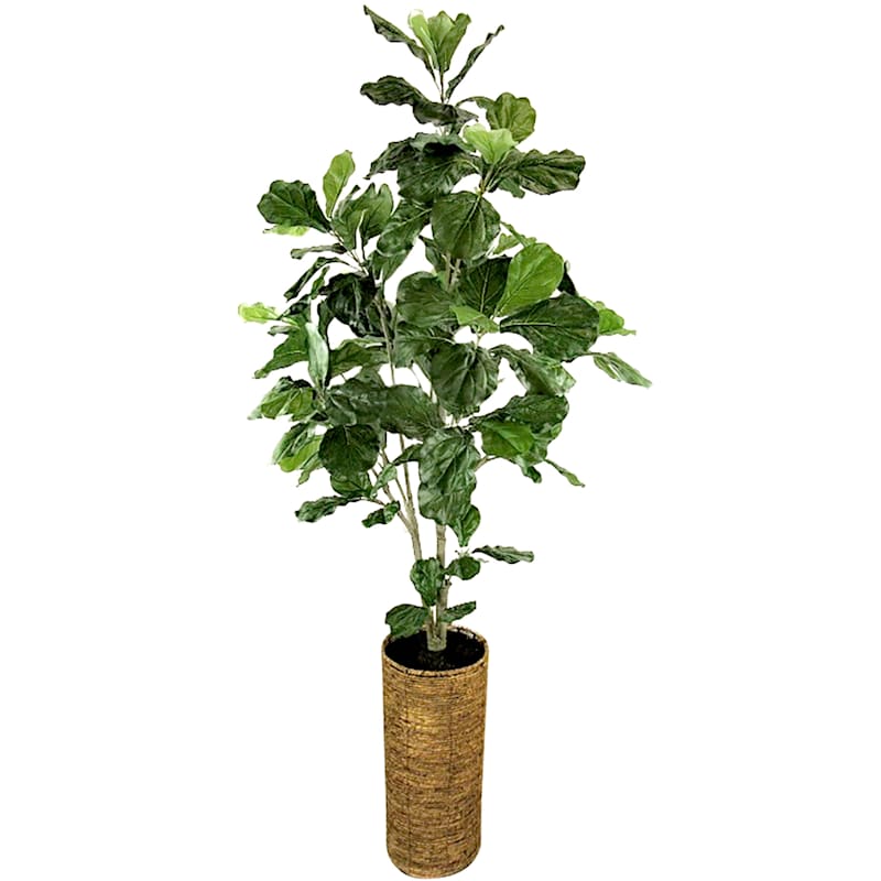 Deluxe Fig with Deco Woven Basket Planter, 7'