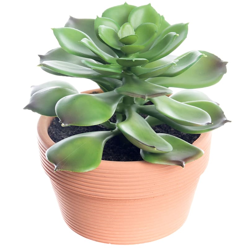 Succulent with Terracotta Planter, 4.5"