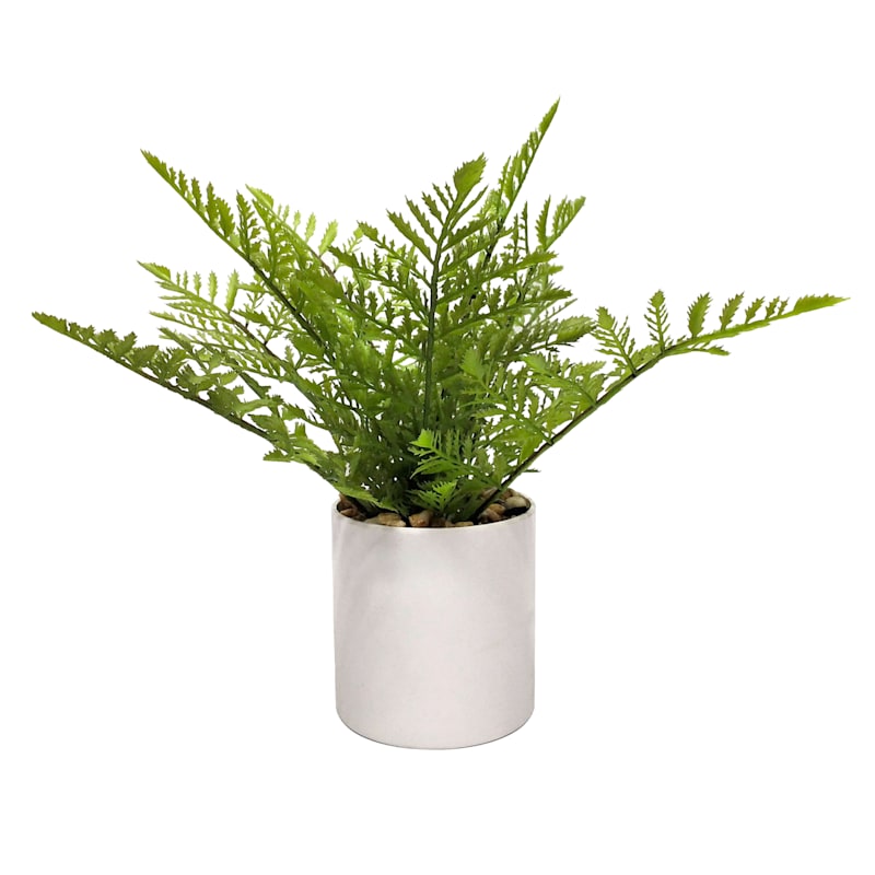 Fern Plant with White Planter, 11"
