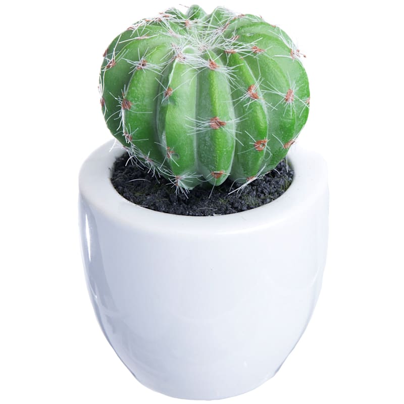 Round Cactus with White Planter, 6"