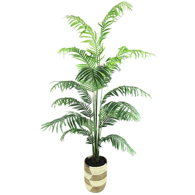 Areca Palm with Deco Basket Planter, 6.5'
