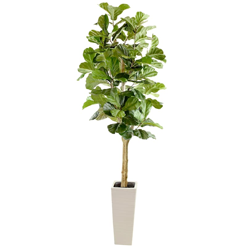 Fiddle Leaf Fig Tree with White Square Planter, 7'