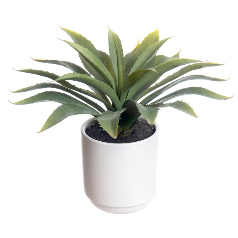 Yucca Plant with White Planter, 10.5"
