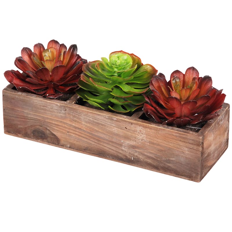 Mixed Succulents with Wooden Planter, 5"