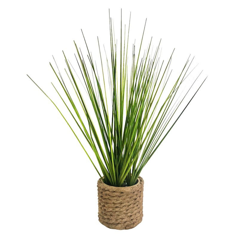 Honeybloom Mini Grass Plant with Planter, 11"