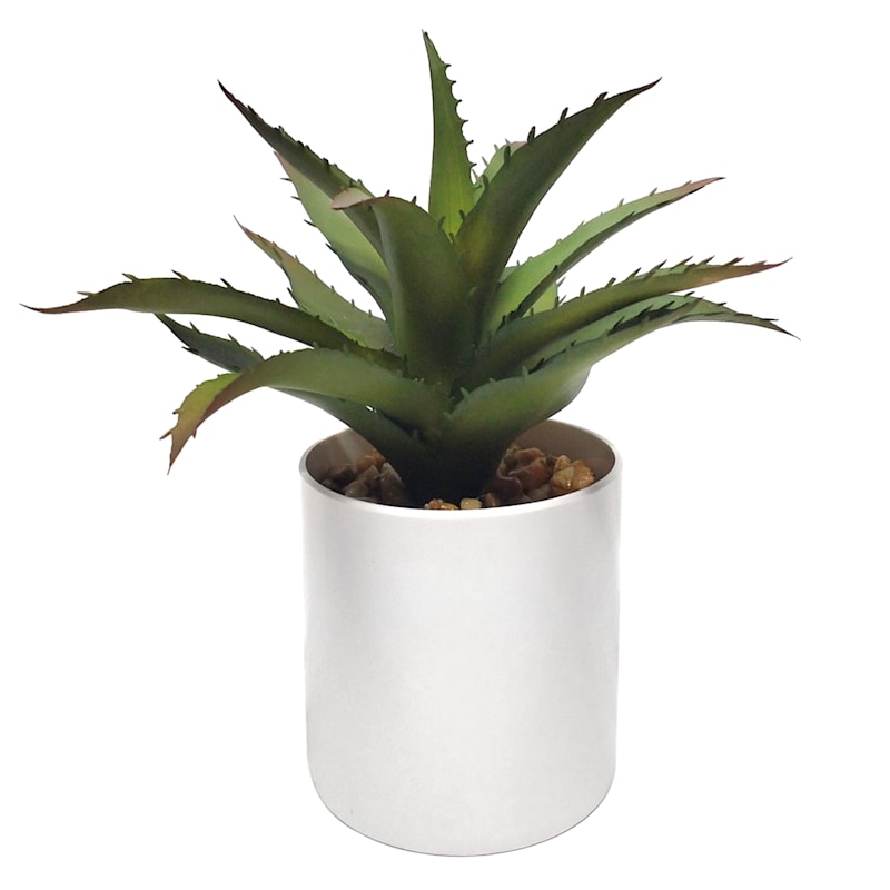 Aloe Plant with White Planter, 8"
