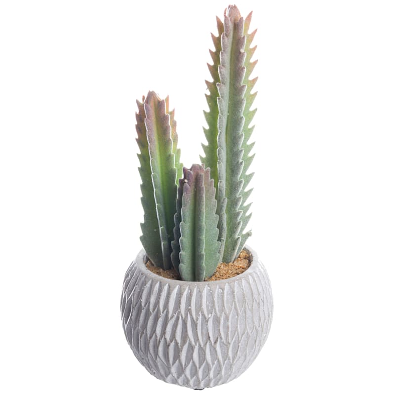 Cactus with White Textured Cement Planter, 10"