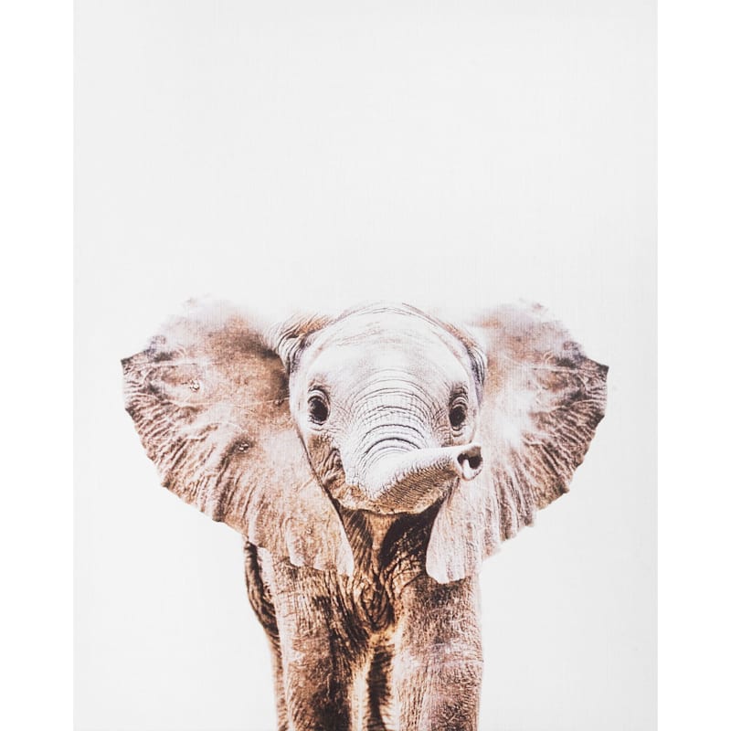 Canvas Glass Wall Art Print Picture Large ANY SIZE Baby Elephant Animals p16066 